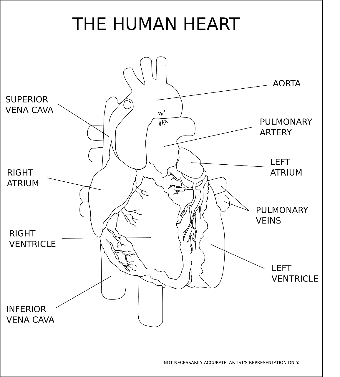 The-Human-Heart-Anatomy-ProMedCert.com