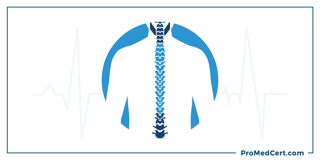 6._Assess-the-thoracic-region.