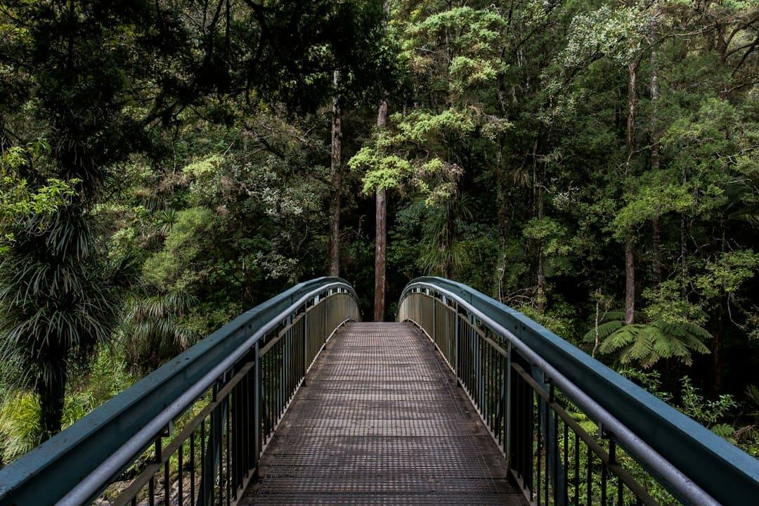 a bridge way going to thick forest